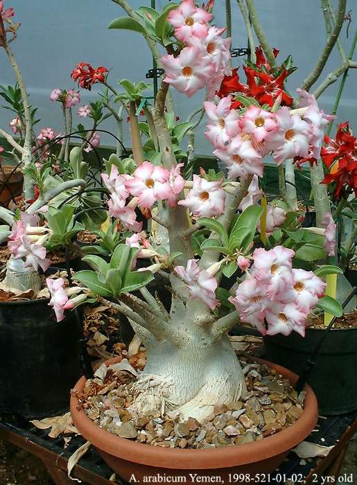 آدنیوم، رز صحرایی